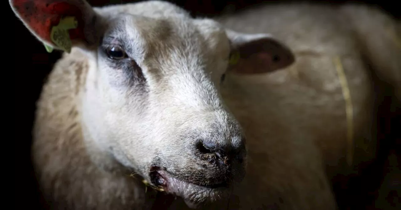 Aux Pays-Bas, le virus de la langue bleue se propage dans les élevages