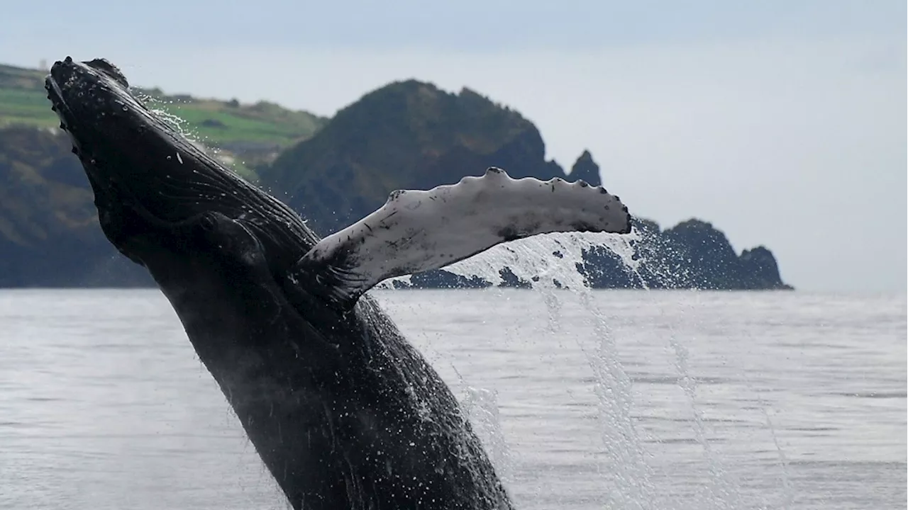 The islands that went from whale hunting to whale watching