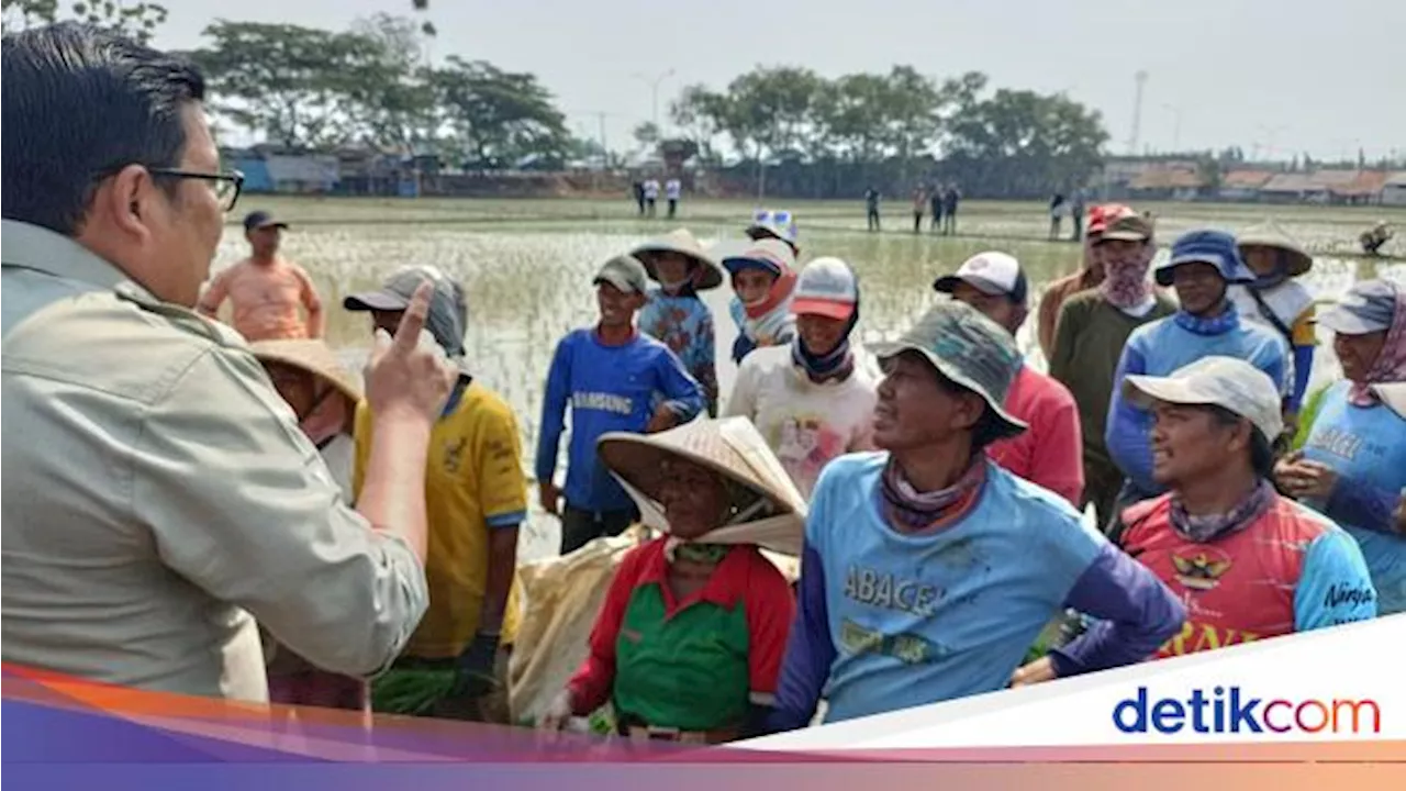 Petani di Karawang Ngeluh Betapa Ganasnya Hama Tikus yang Lahap 15 Ha Padi