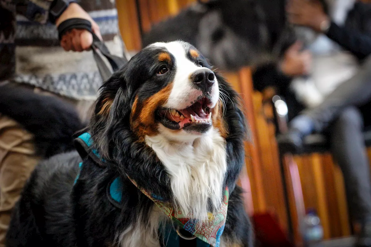 Un perro es miembro de una familia: Tribunal de Bogotá