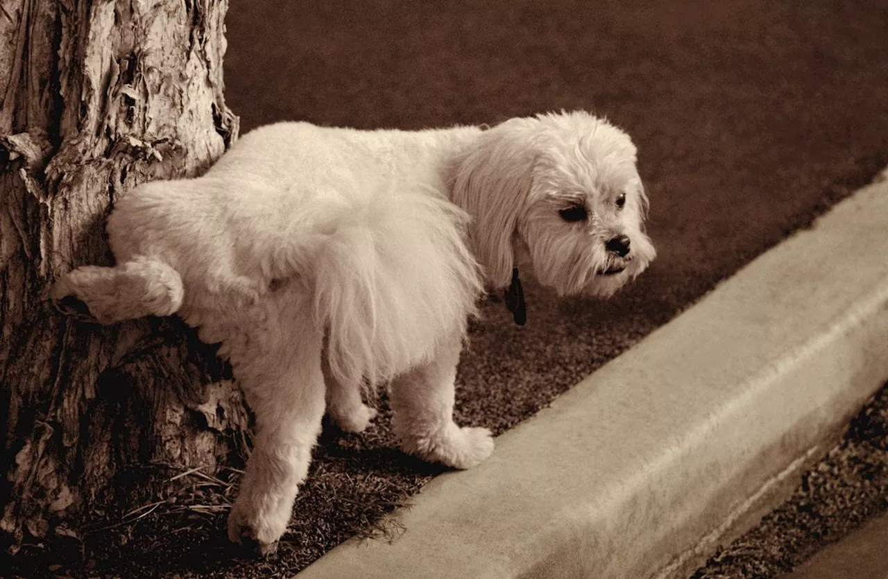 Seis pautas para enseñar a un cachorro a hacer sus necesidades fuera de casa