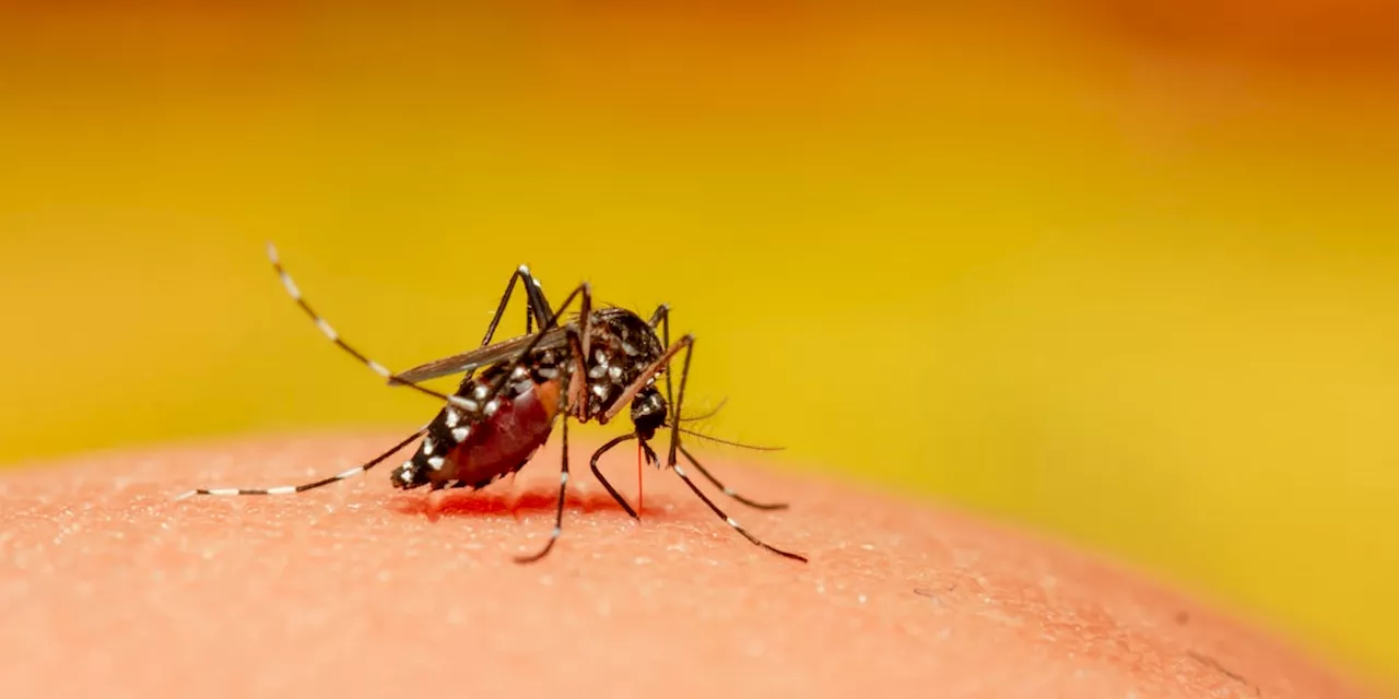 Chikungunya-Virus in Triest - Bürgermeister lässt Bezirk desinfizieren