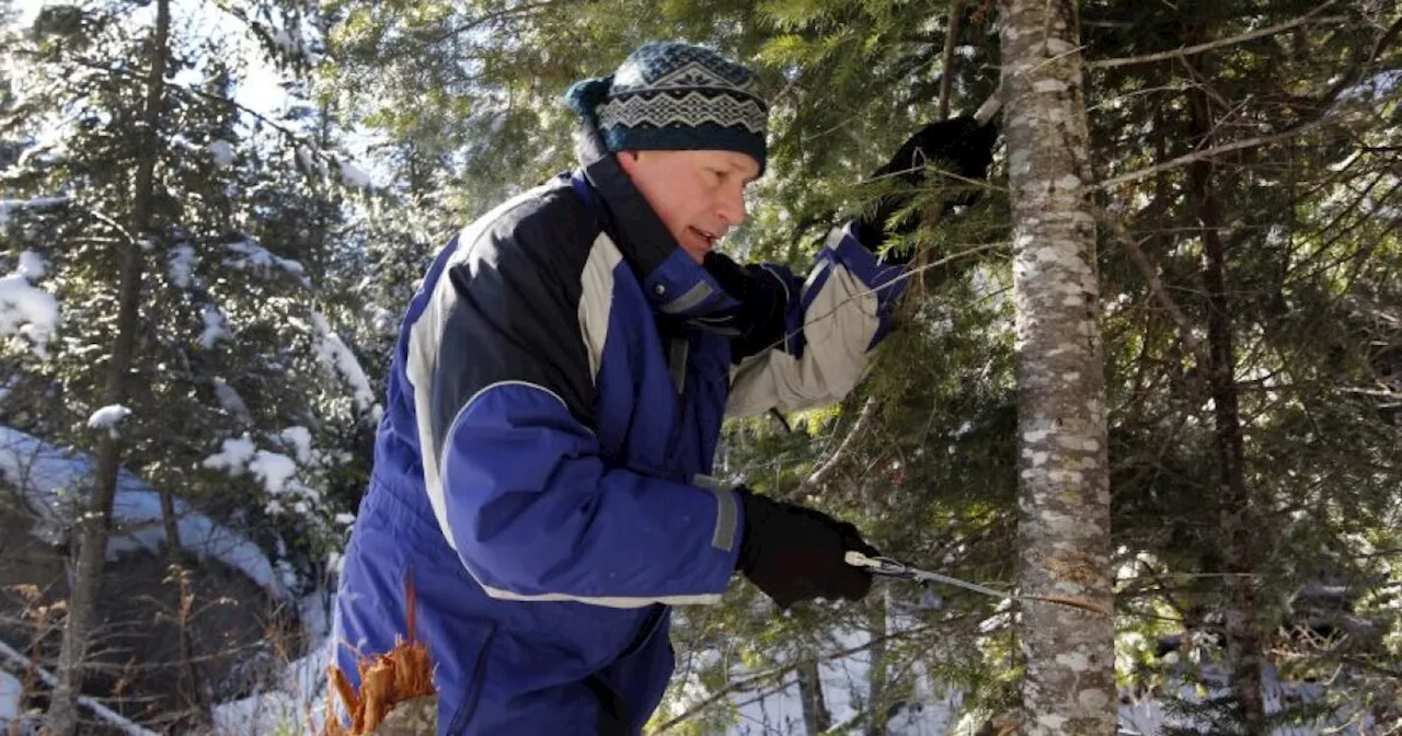 It's nearly time to cut down a Christmas tree as Utah permits go on sale