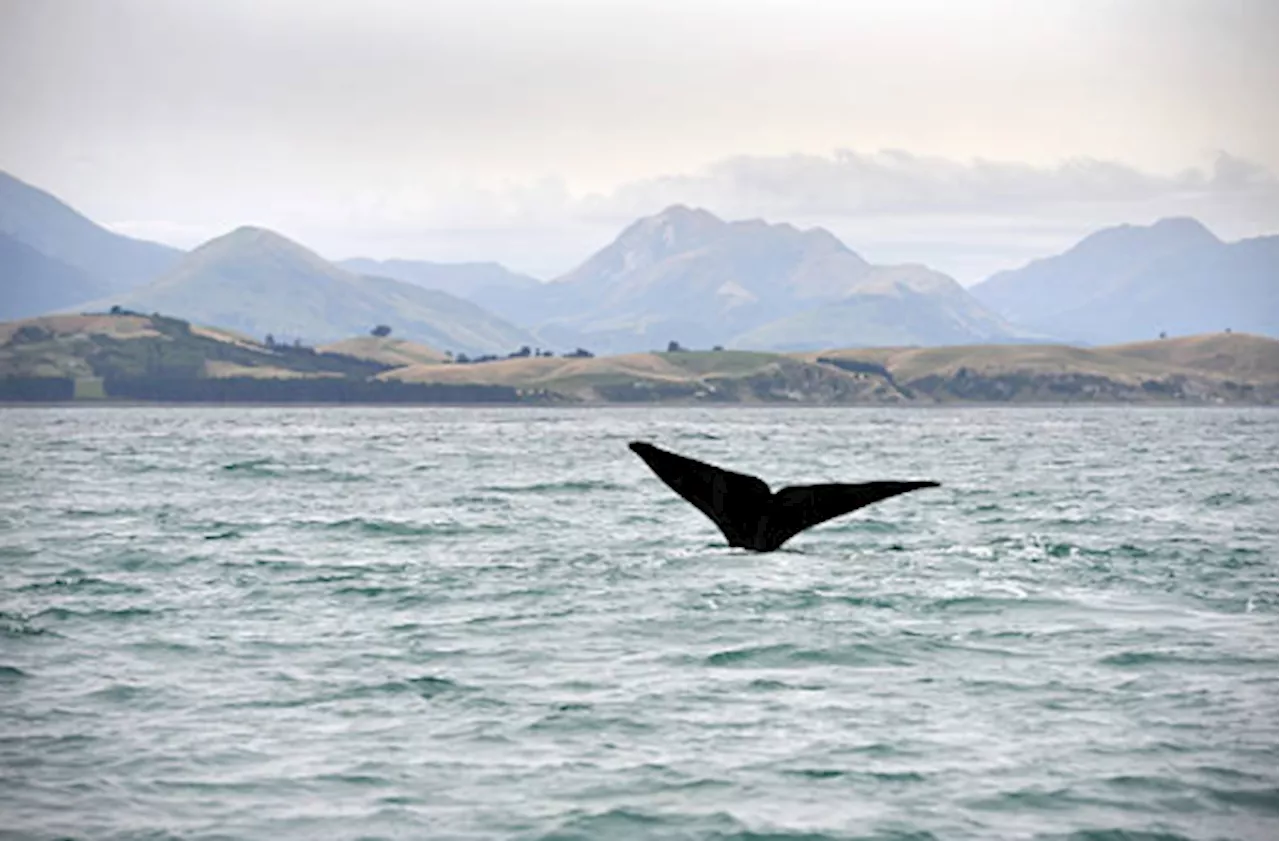 Sperm whale found dead with nearly 6kg of plastic in its stomach