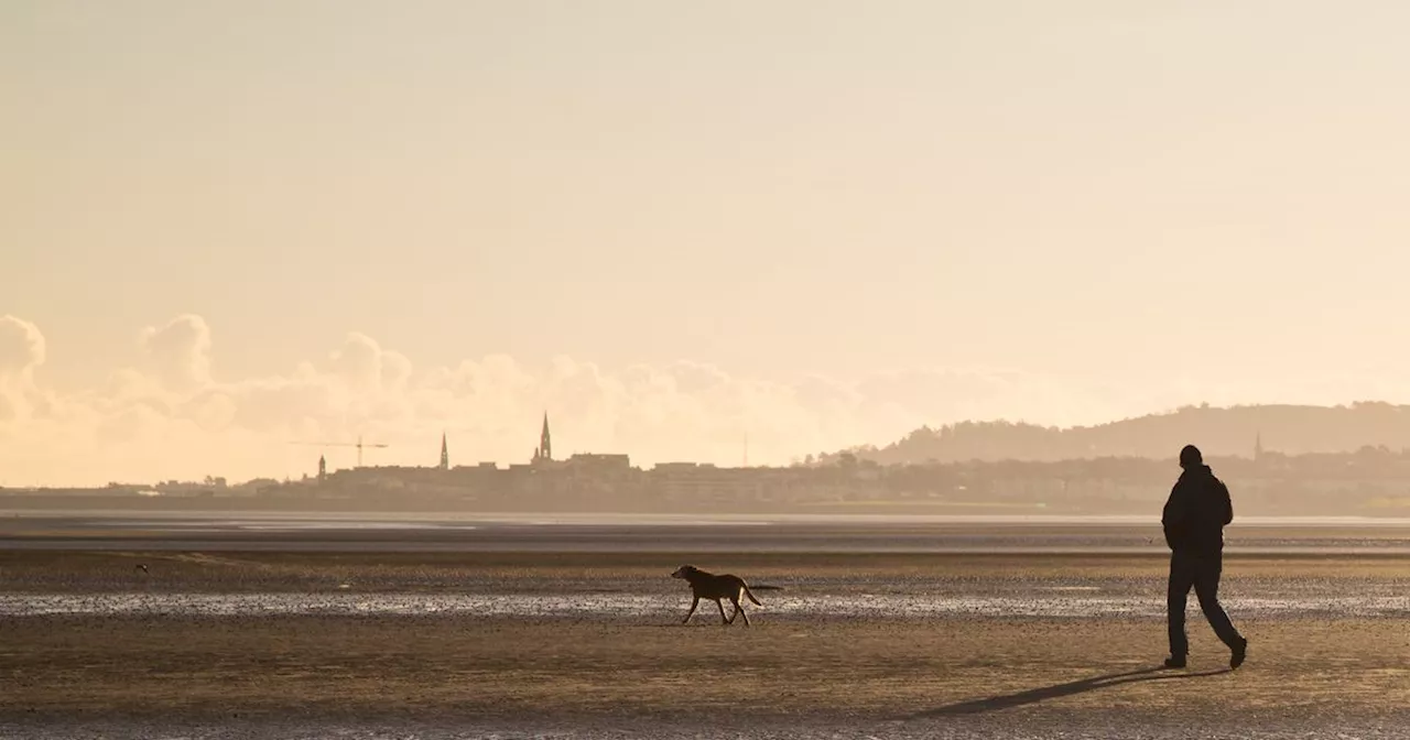 Dog poo found in half of 'poor' water samples collected from Dublin Bay