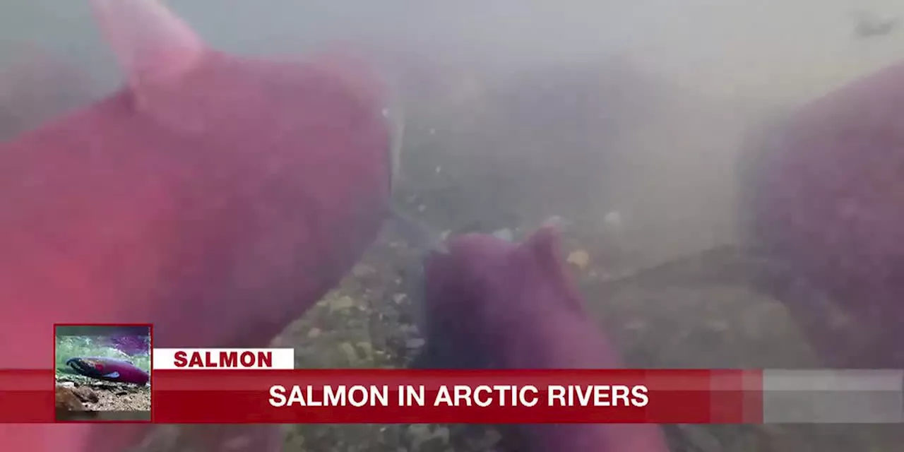 UAF researchers confirm increase of salmon spawning in arctic rivers