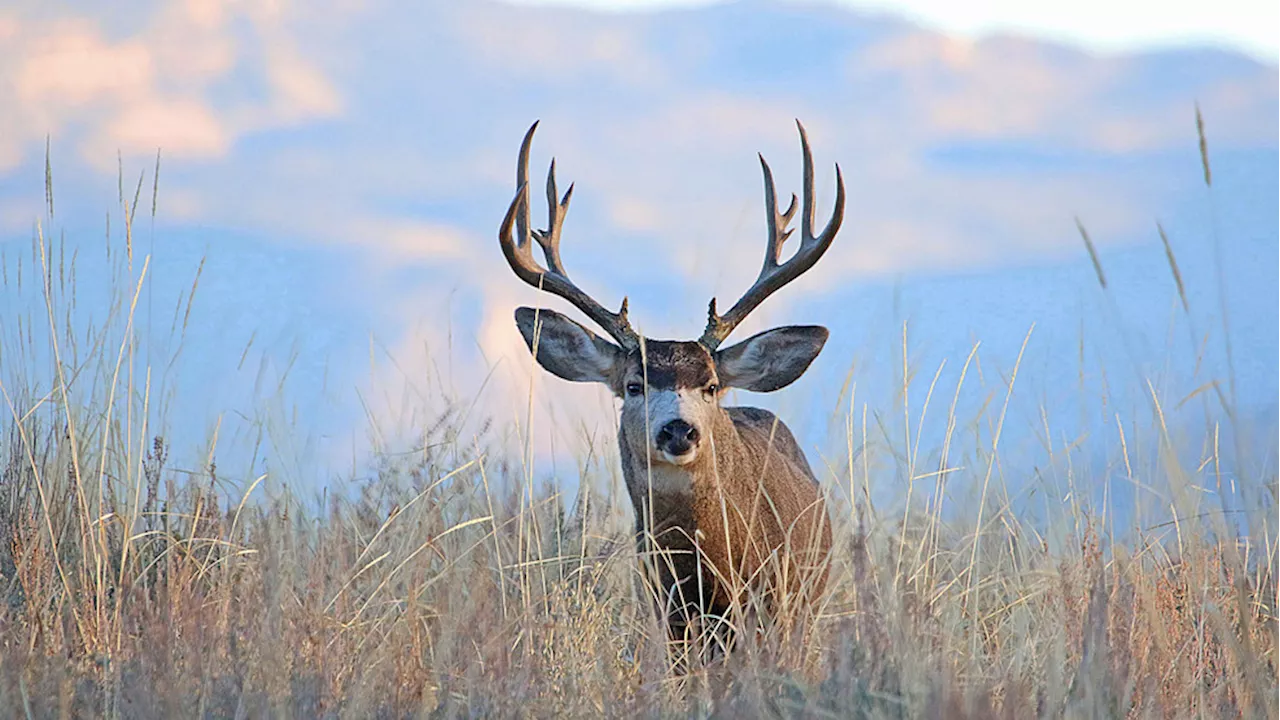 This year's deer season marks the first Illinois hunters allowed to use rifles