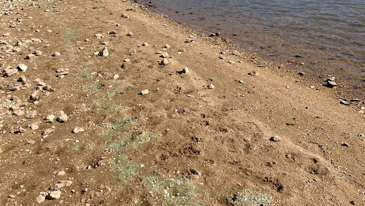 Cyanobactéries à Saint-Ferréol : les prélèvements sont attendus, les promeneurs sont attentifs