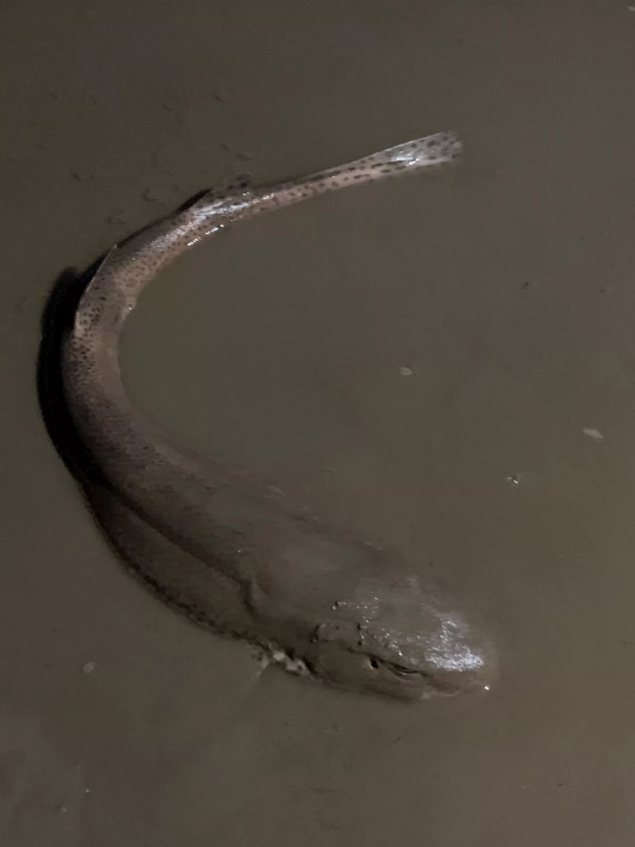 Siblings film small spotted catshark washed up on Cleveleys beach