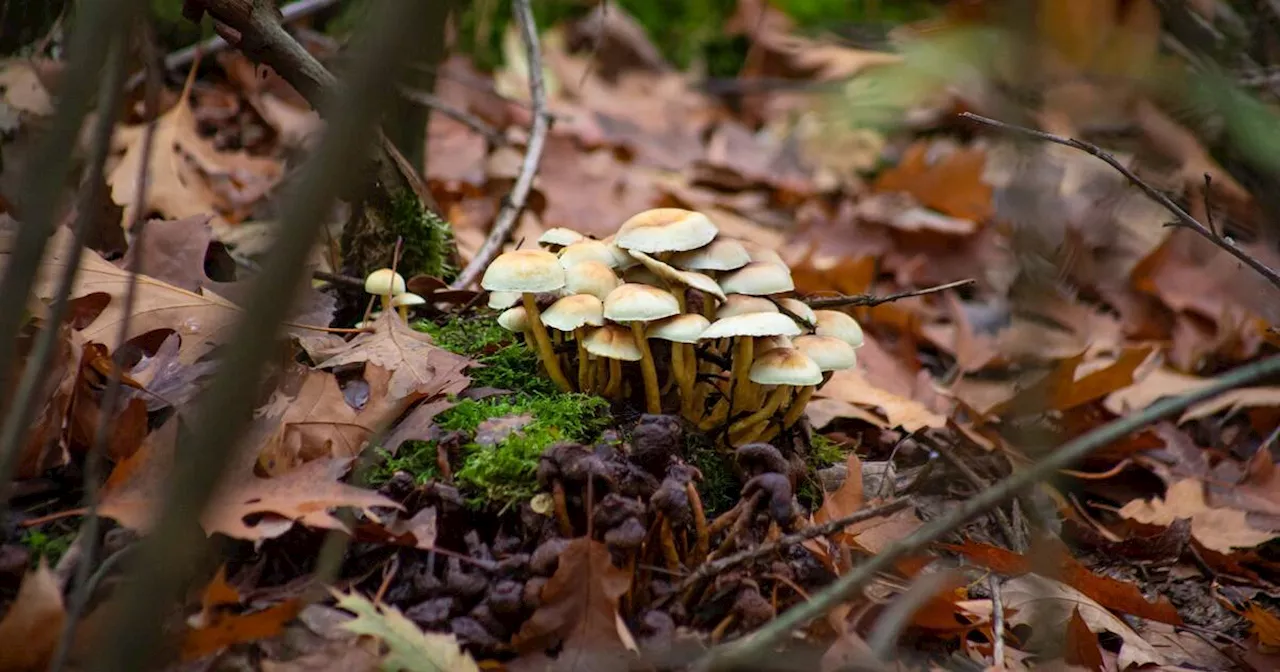 «Les bactéries et les champignons sont les ingénieurs des sols»