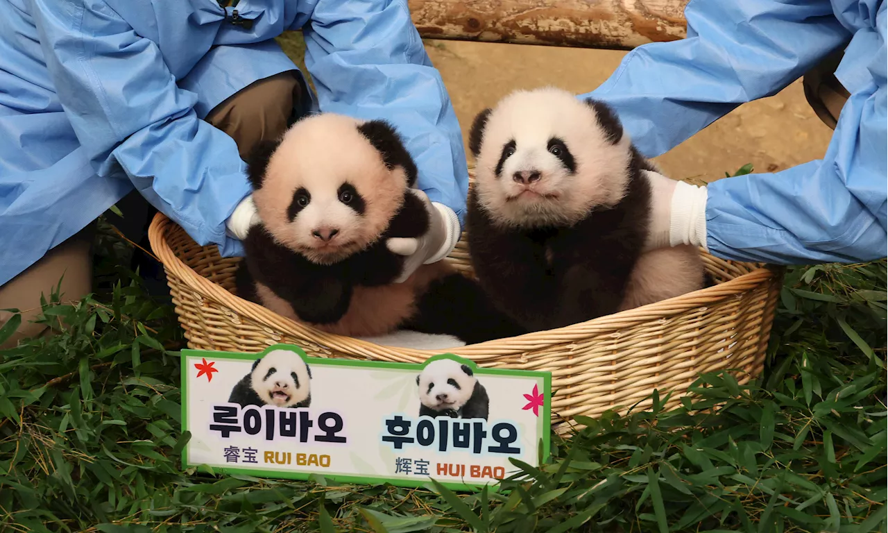 쌍둥이 판다 이름 정해졌다…“슬기로운 루이바오, 빛나는 후이바오”