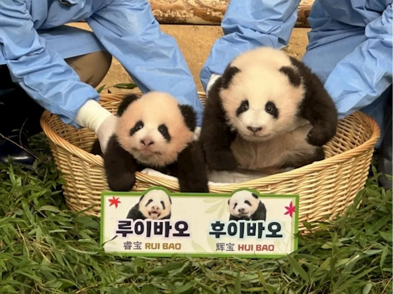 푸바오 쌍둥이 여동생들 이름은 ‘루이바오’ ‘후이바오’