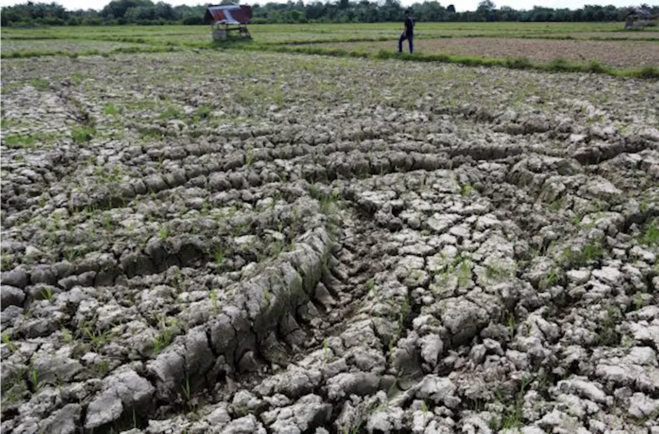 50 Hektar Sawah di Rorotan Kekeringan, Petani Gigit Jari