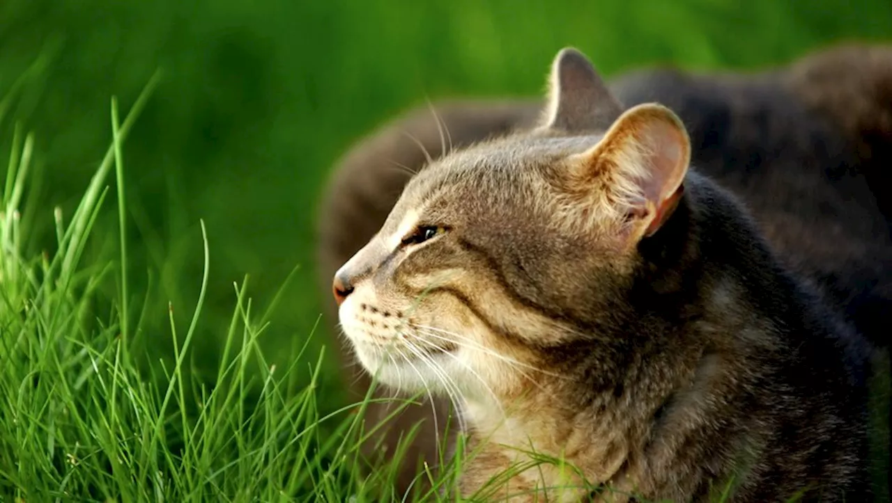 Allergie aux chats : un vaccin bientôt disponible pour traiter les réactions aux squames de félins ?