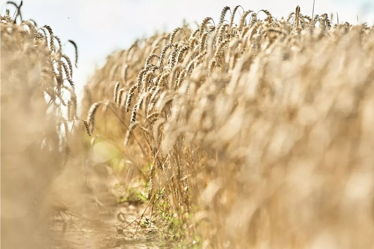 China scours the world for wheat after heavy rains damage its harvest