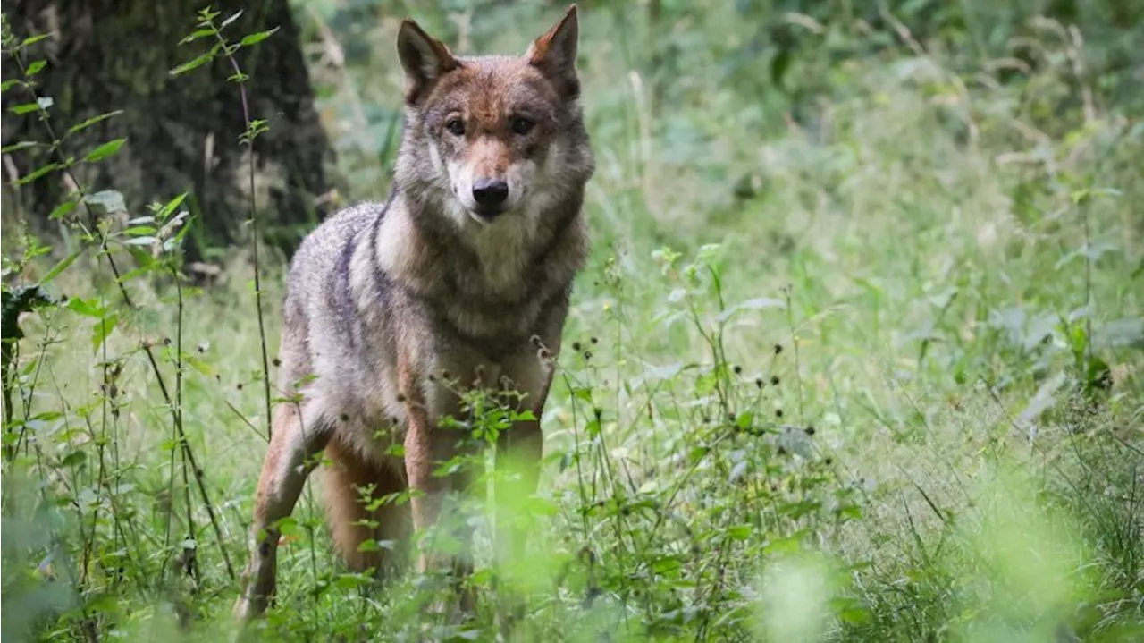 Jäger kritisieren Vorschlag für schnelleren Wolfs-Abschuss