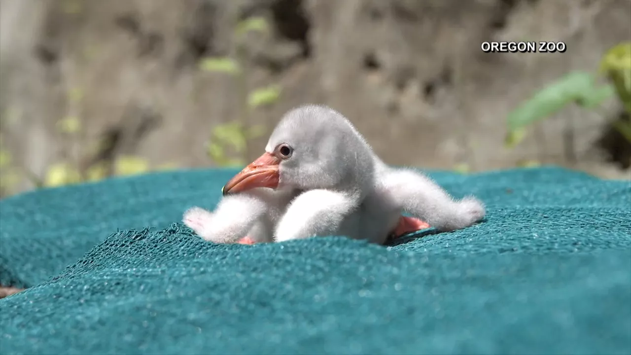 Brookfield Zoo wants your help naming 2 of their new baby flamingos