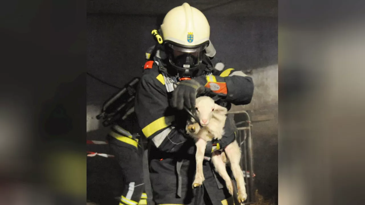 Amstettner Feuerwehren übten anspruchsvolle Menschen- und Tierrettung