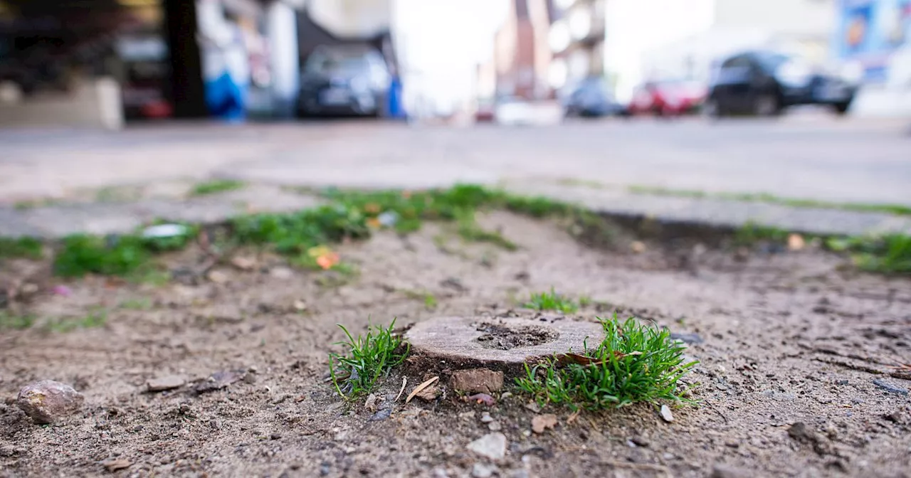 Doppelt so viele Bäume gefällt wie gepflanzt: Wie die Stadt Lübbecke das ändern will