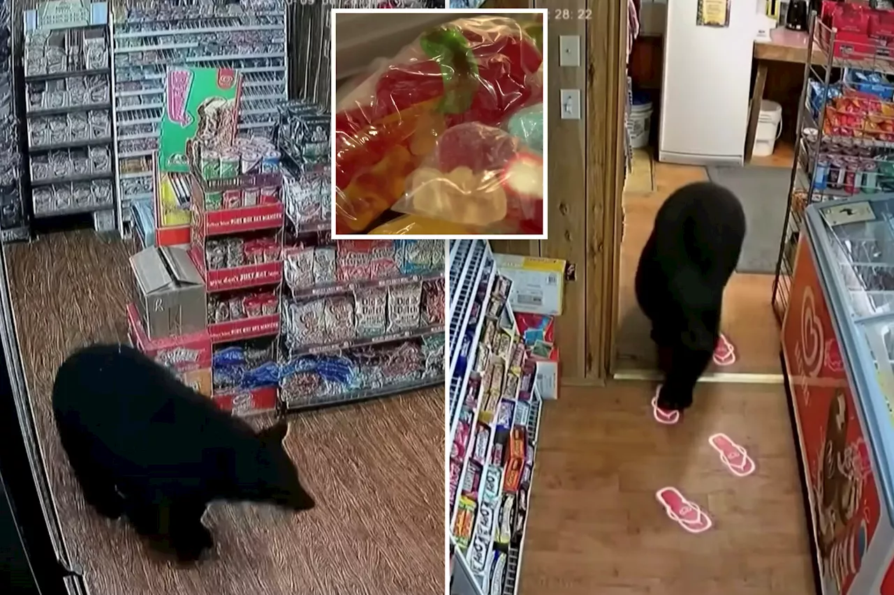 Bear strolls into convenience store and steals pack of gummy bears