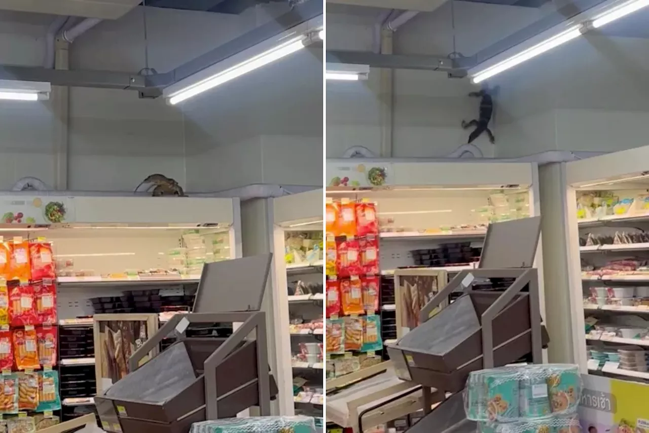 Huge ‘Godzilla’ lizard terrorizes 7-Eleven as it climbs up walls, invades fridges