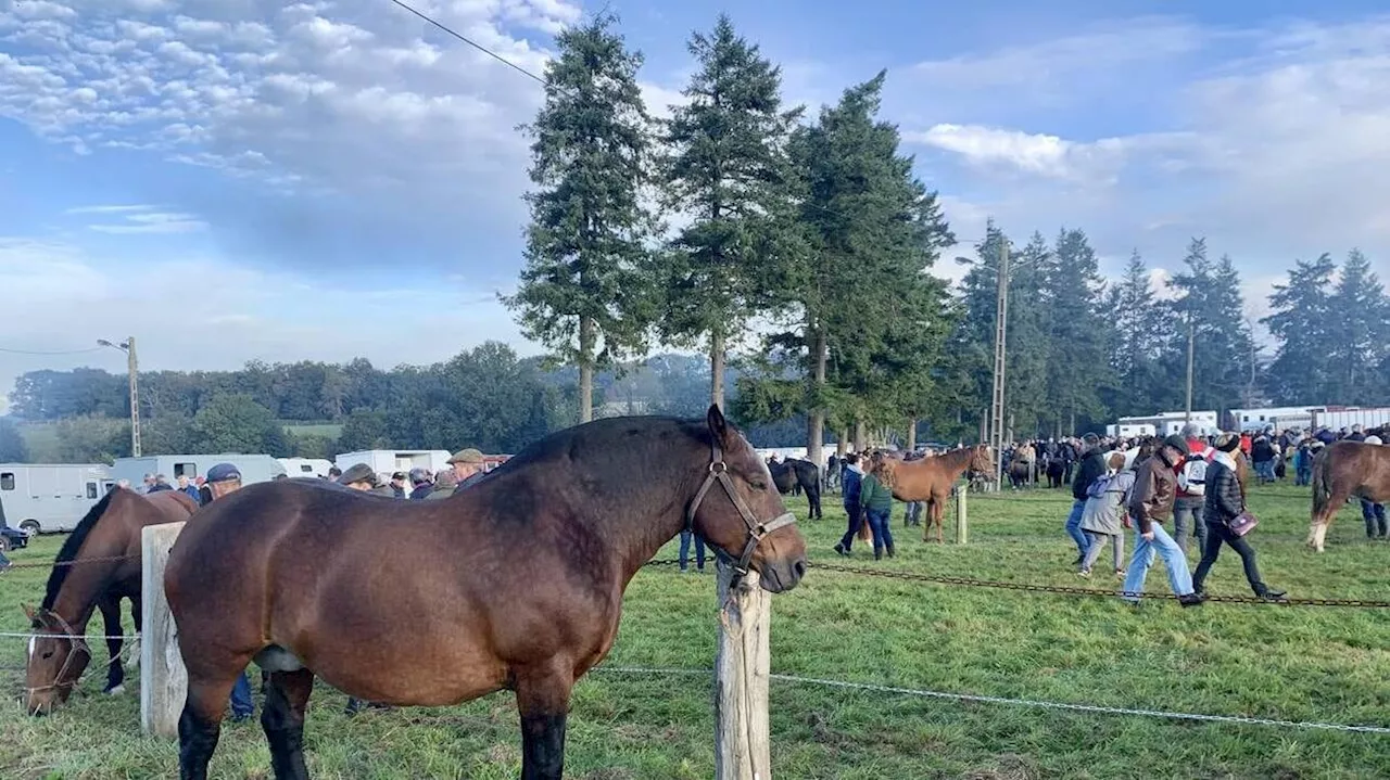 60 000 spectateurs attendus à la foire de Gavray, ce vendredi 13 octobre 2023