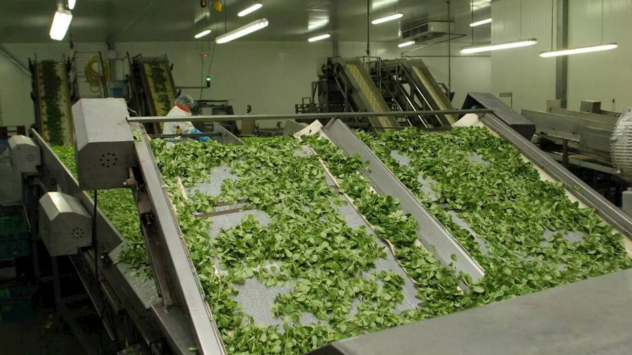 L’agro-industriel consommait trop d’eau, la préfecture de Maine-et-Loire l’épingle