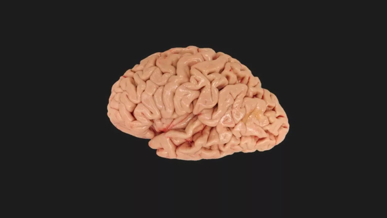 New human brain atlas is the most detailed one we’ve seen yet