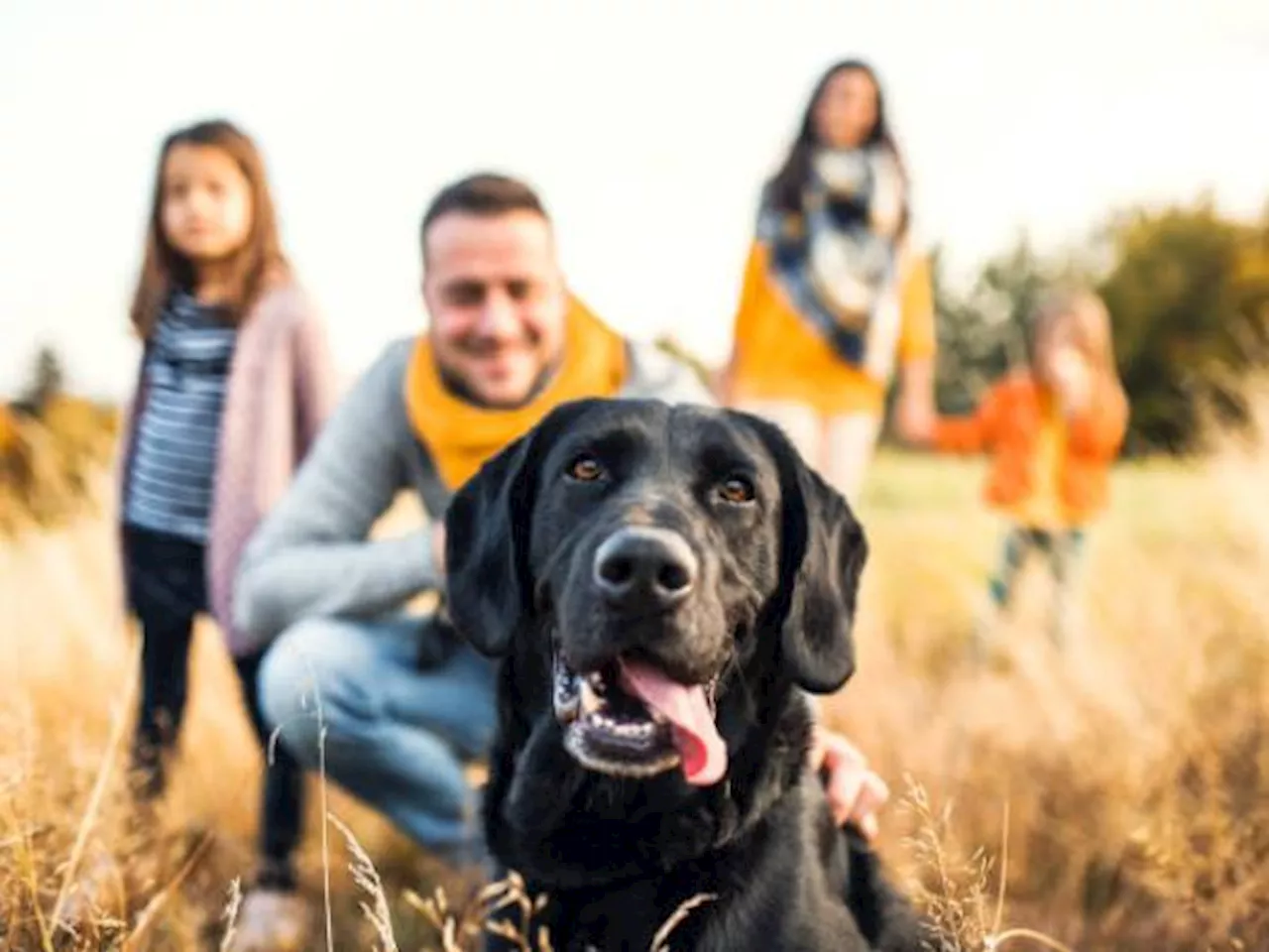 Reconocen por primera vez a un perro como miembro de una familia