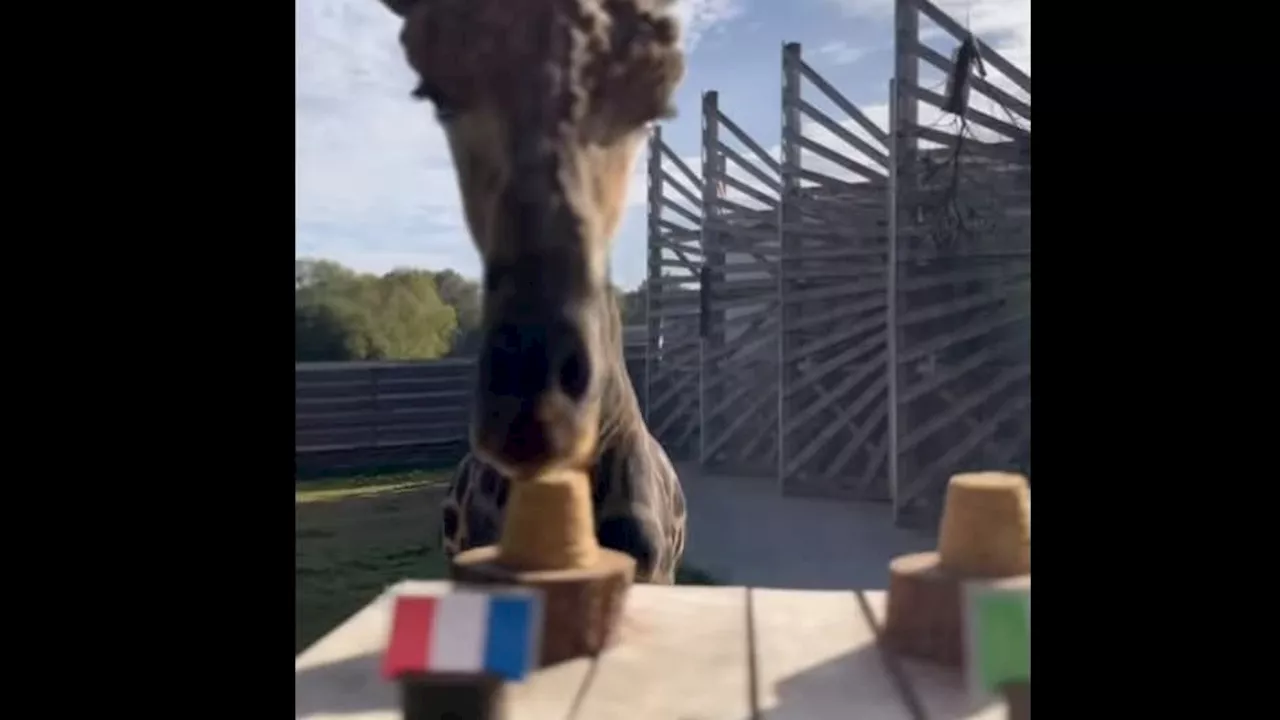 France-Afrique du Sud: la girafe bretonne prédit à nouveau un succès des Bleus