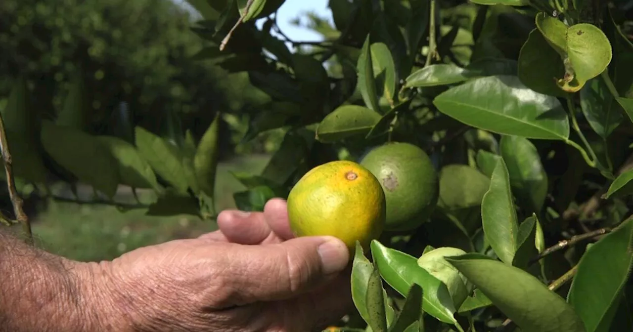 Florida citrus forecast improves over last year when hurricanes hit state