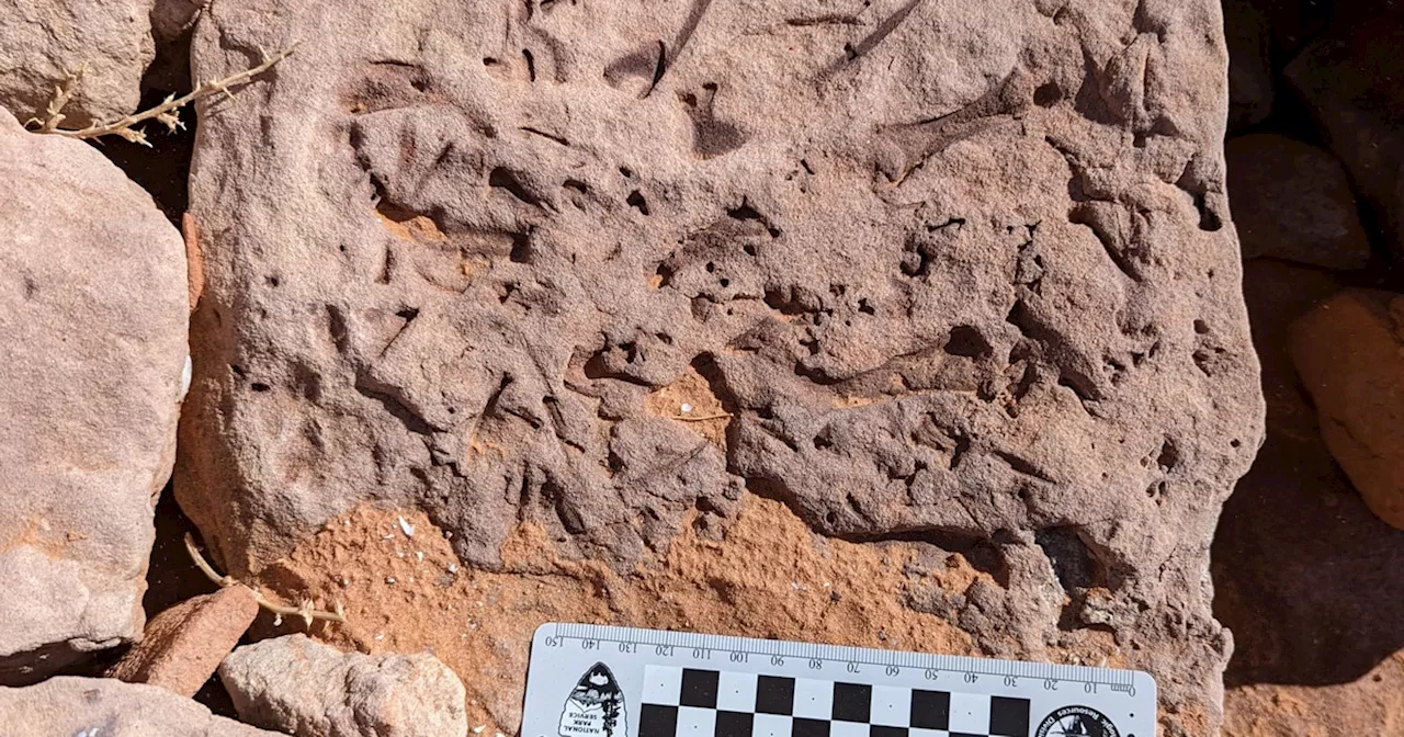 ‘Couldn’t stop smiling’: Rare fossils found along shallow Lake Powell shoreline