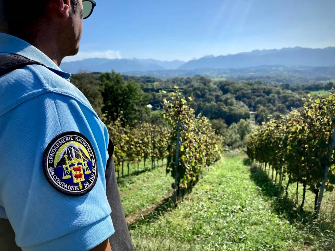 Béarn : les gendarmes protègent et conseillent aussi la filière viticole