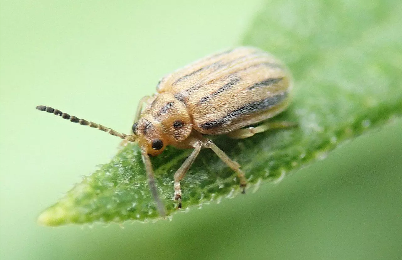 Bonne nouvelle pour les allergiques : l’insecte tueur d’ambroisie est arrivé en France