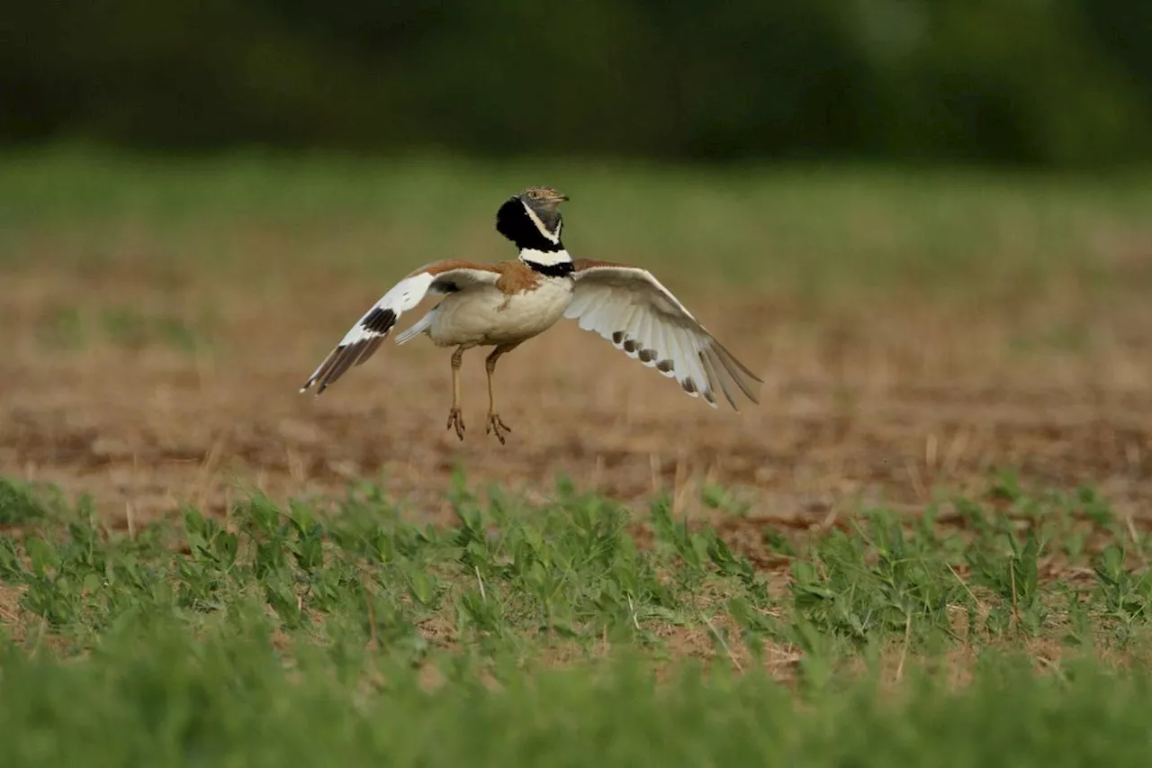 Charente-Maritime : des éoliennes menacent les outardes à Cherbonnières