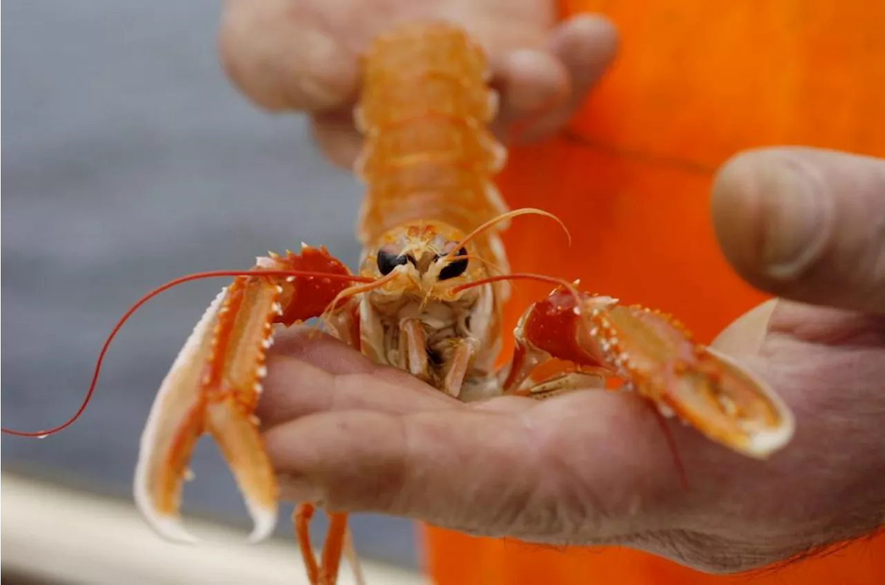 Avoid scampi for sake of environment, charity urges shoppers