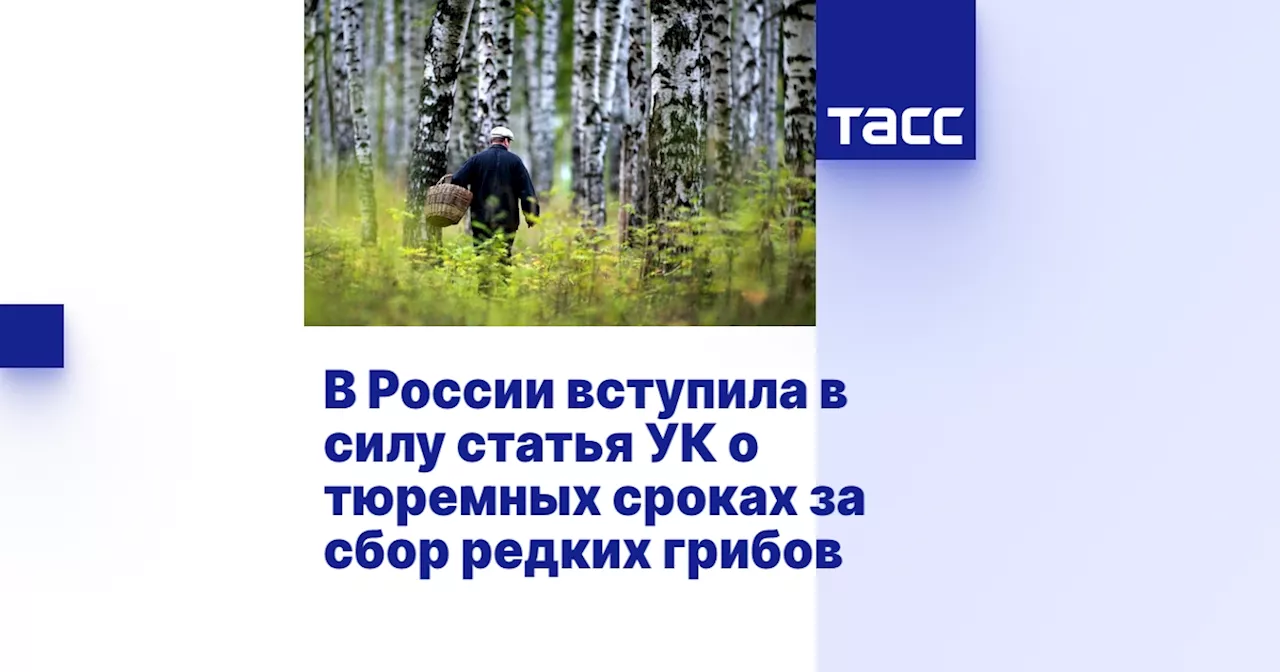 В России вступила в силу статья УК о тюремных сроках за сбор редких грибов