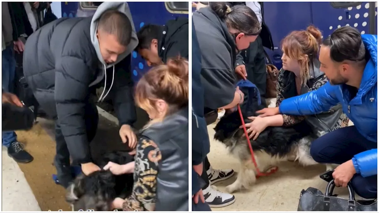 Watch the moment dog trapped underneath a train is rescued by hero passengers...