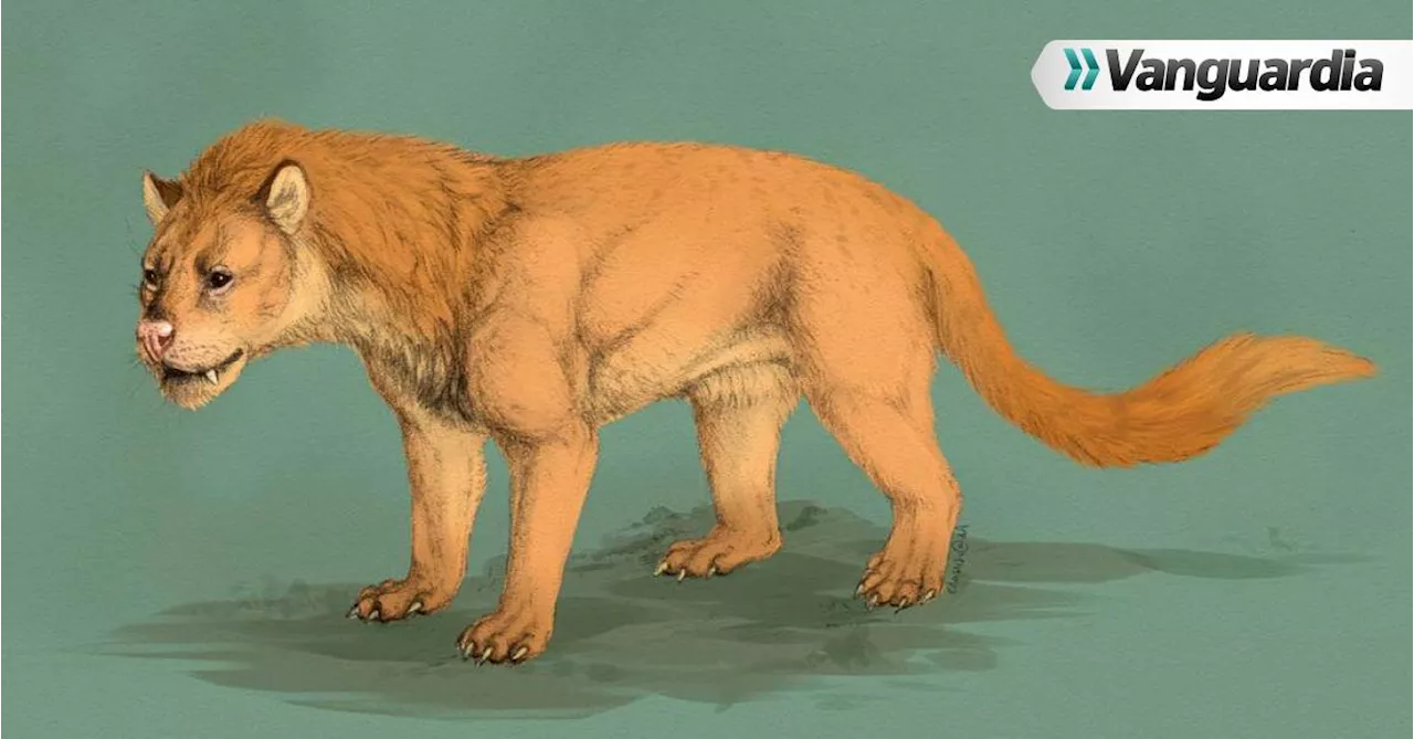 Hallan en Colombia un fósil de una especie carnívora que vivió hace 13 millones de años