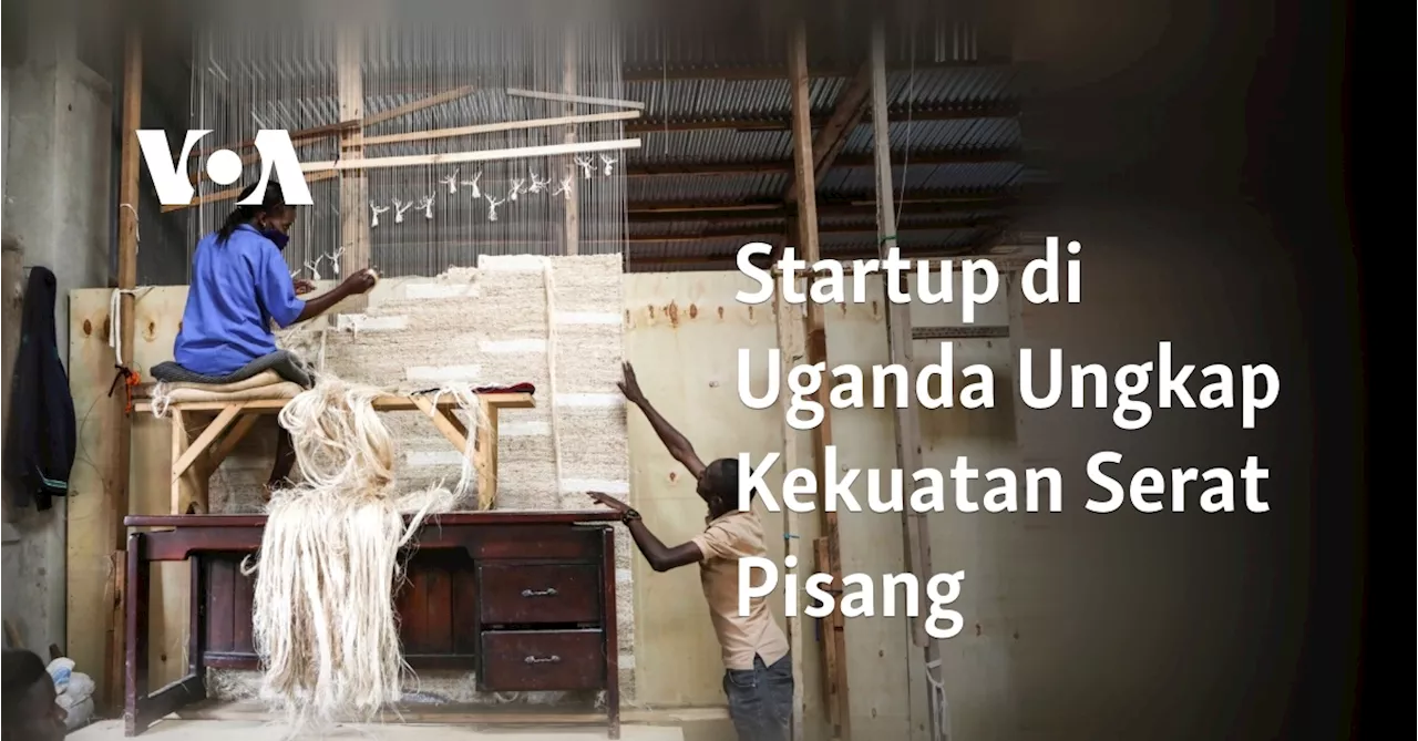 Startup di Uganda Ungkap Kekuatan Serat Pisang