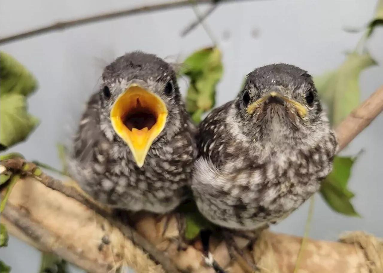 ‘It felt like I was holding the sun’: The gift of baby birds