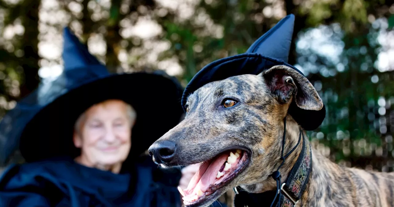 Spooky Pooch Parade set for Saturday afternoon in Lakewood