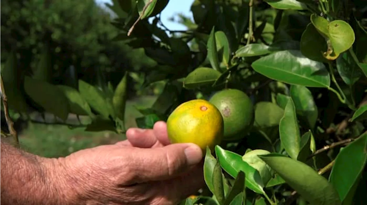 Florida citrus forecast improves over last year when hurricanes hit state