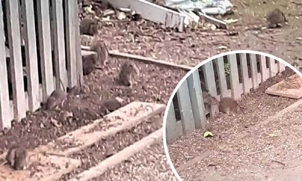 Woman who left food and water outside her home fined after causing 'substantial rat infestation'