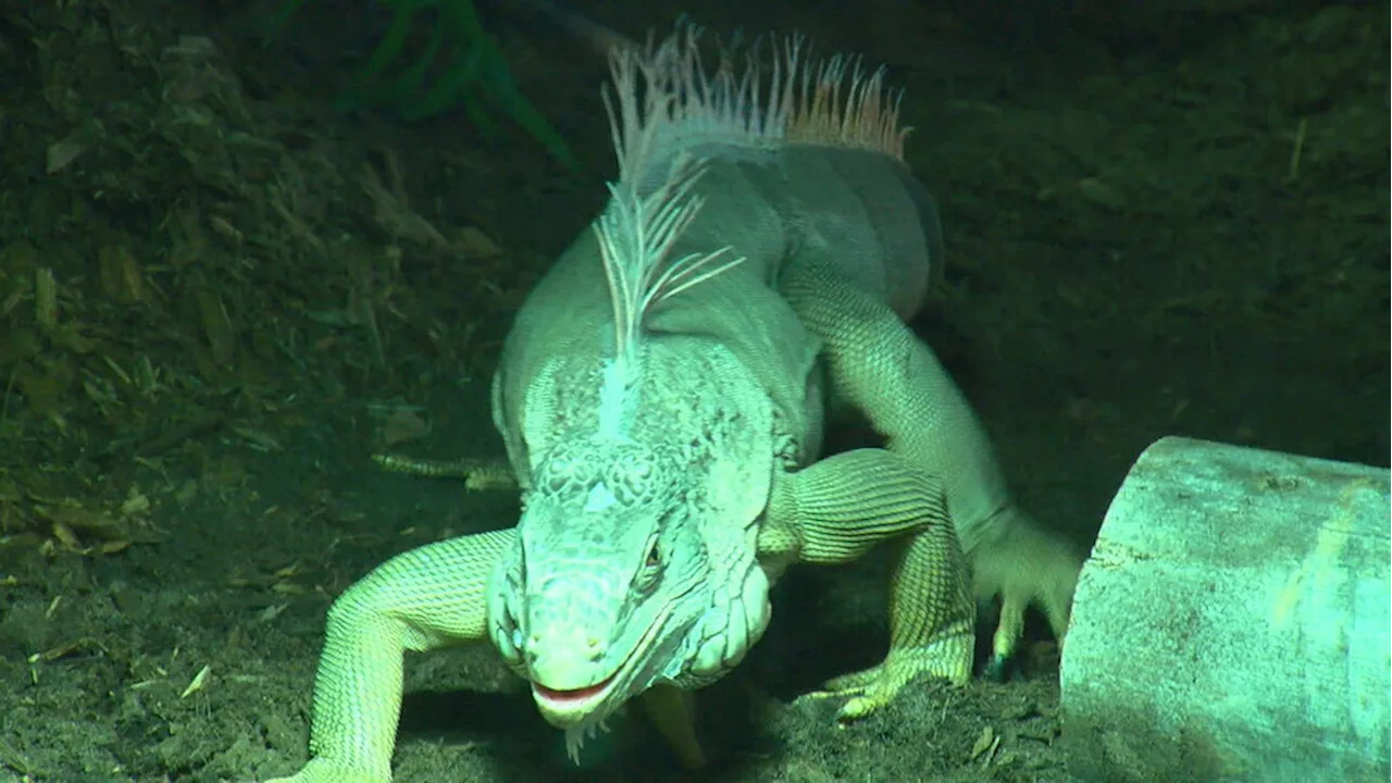 Survival of the slowest: the Rochester Museum and Science Center unveils new exhibit celebrating nature's slower species