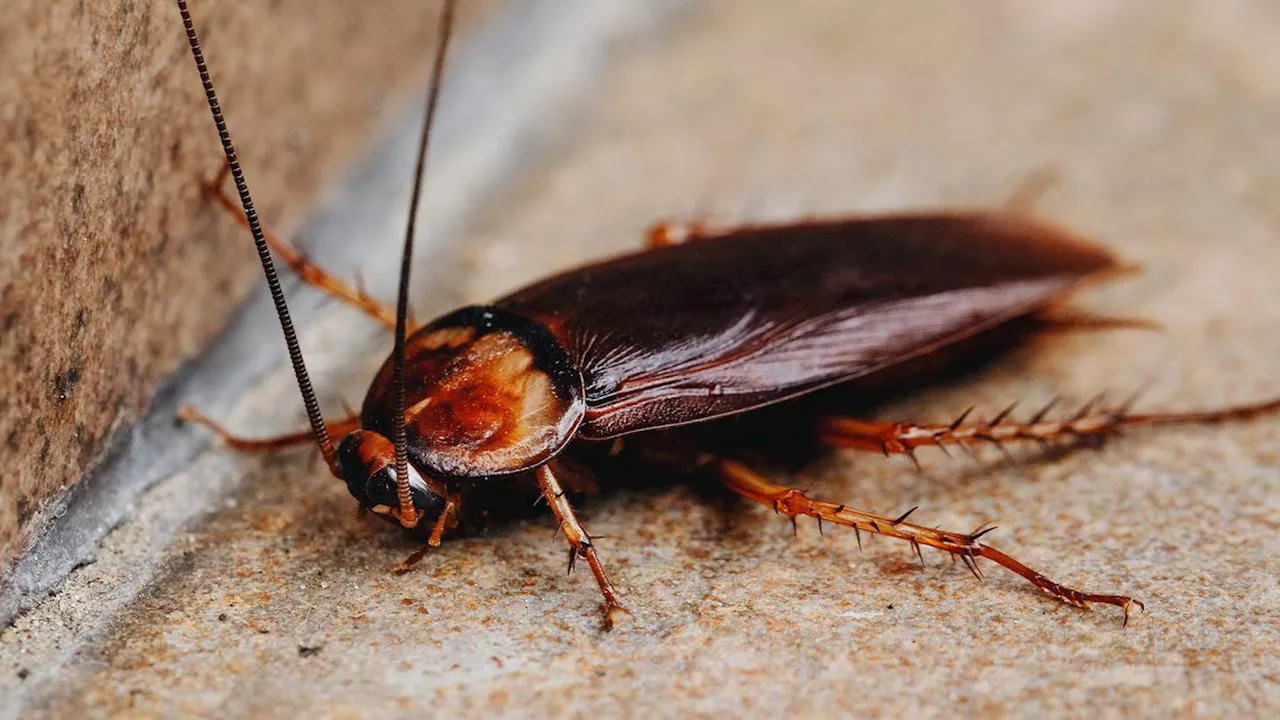 Former teacher shows video of claimed cockroach infestation inside Lakeshore Middle School classroom