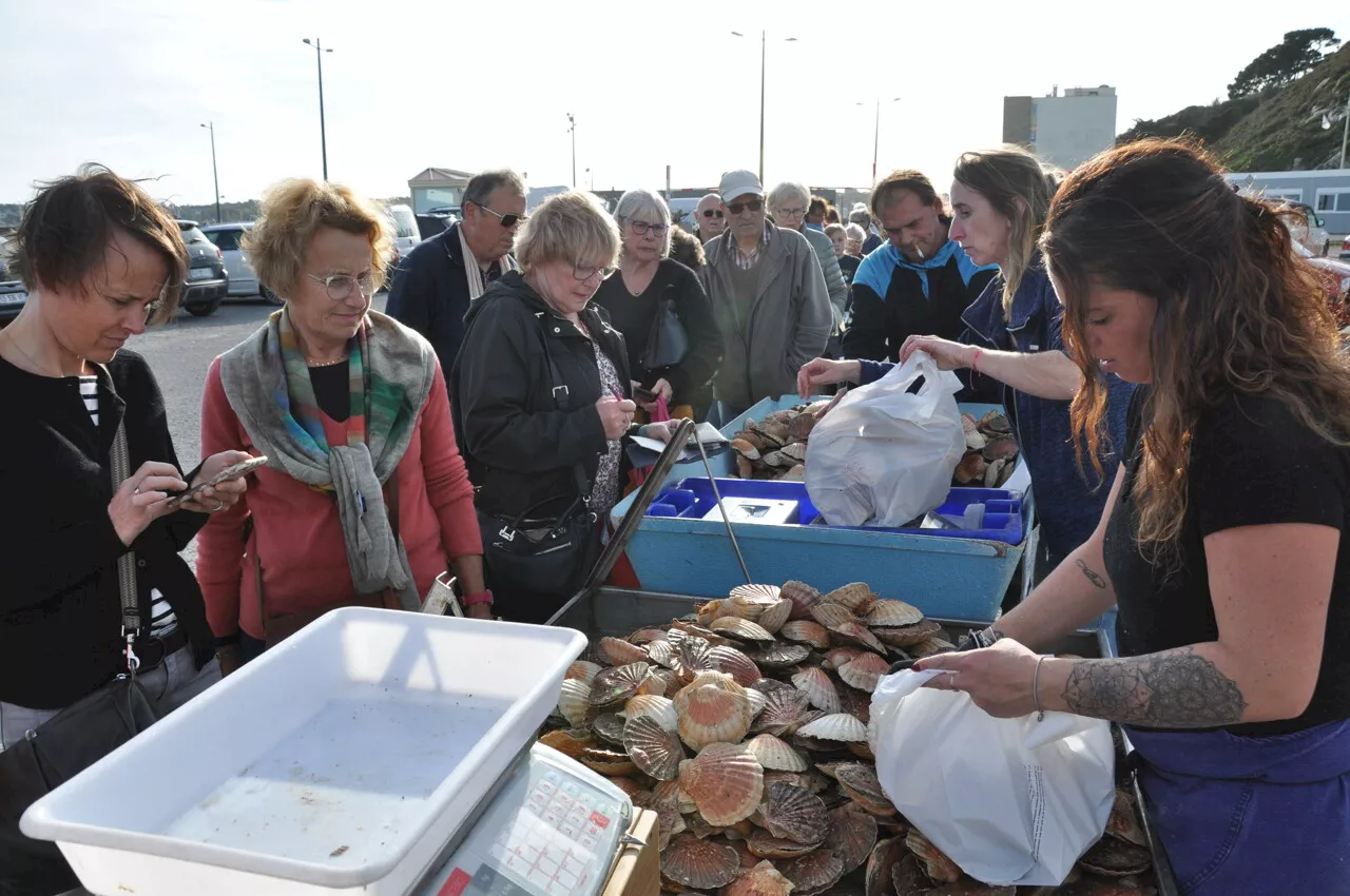 A Saint-Cast, le marché à la coquille Saint-Jacques reprend du service