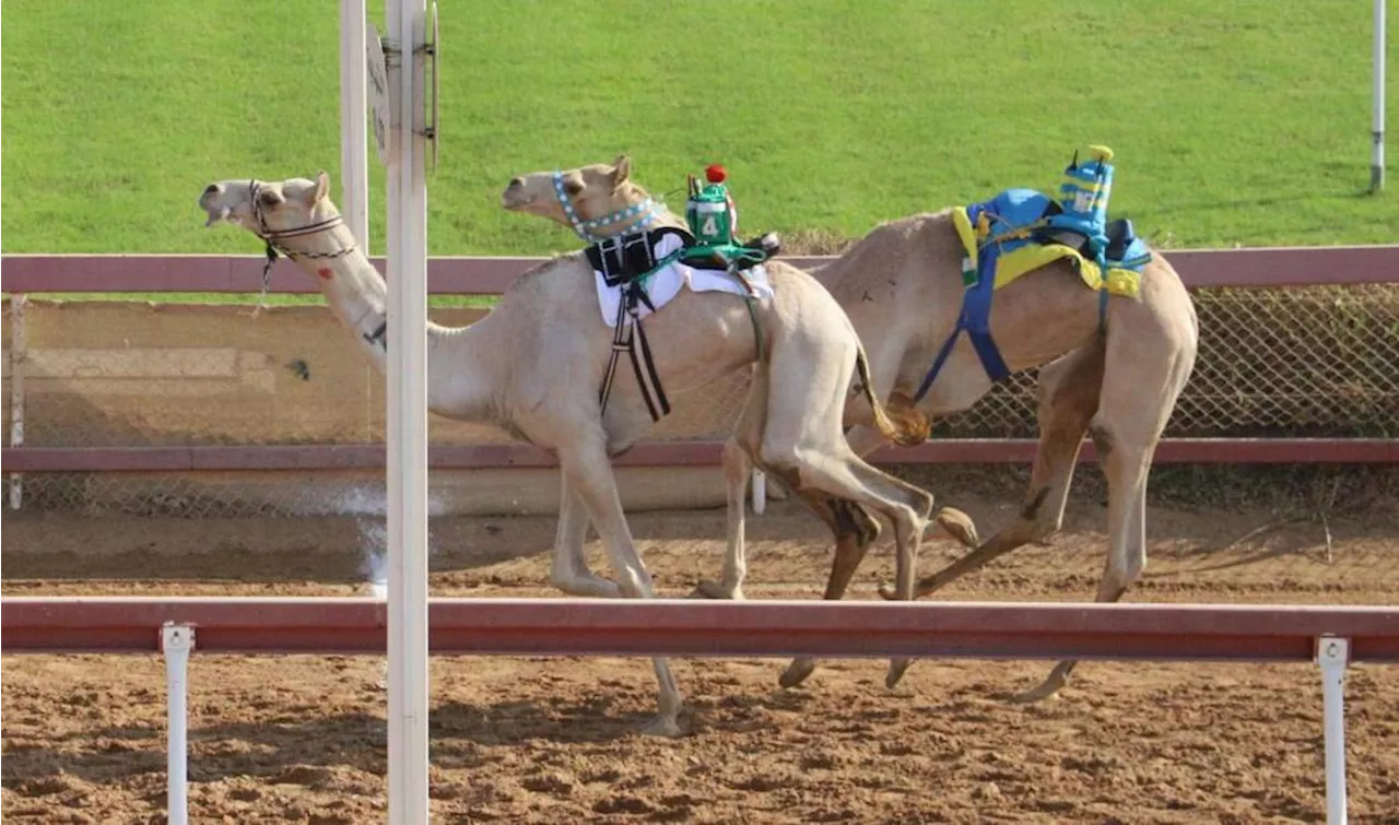 منافسات مثيرة لسن الحقايق في ميدان الذيد