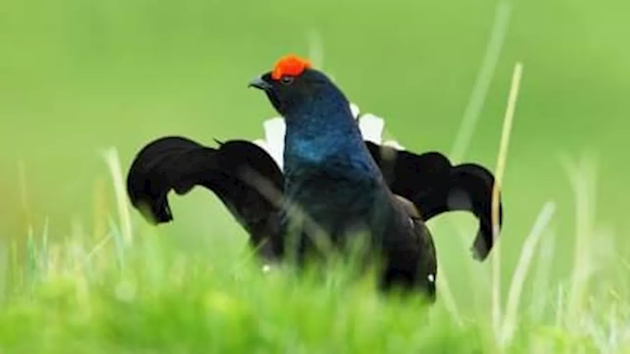 Hautes-Alpes: la chasse du tétras lyre suspendue dans le département