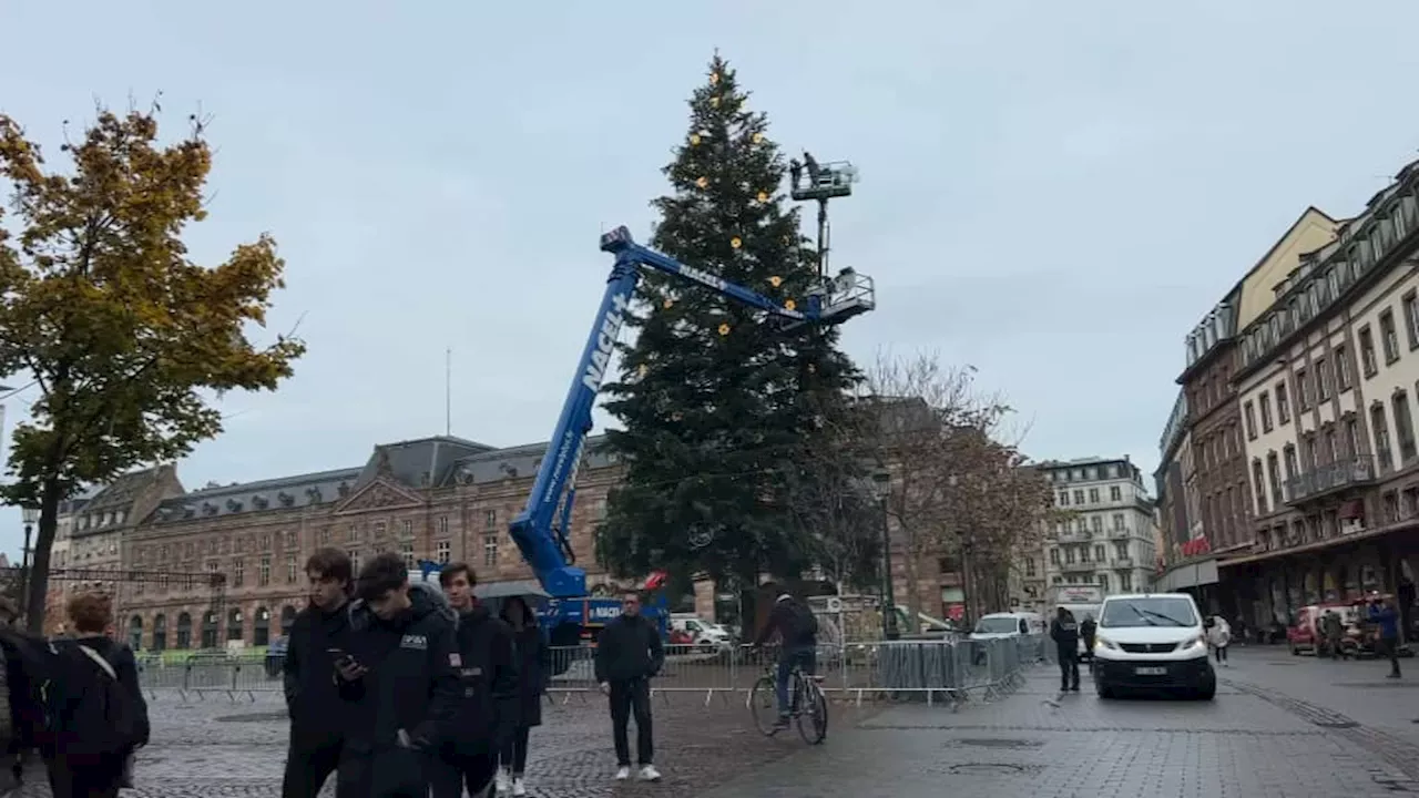 Strasbourg: le grand sapin de Noël sera coupé mercredi prochain pour être installé place Kléber